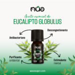 EUCALIPTO GLOBULUS 1