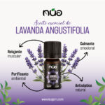 LAVANDA ANGUSTIFOLIA 1